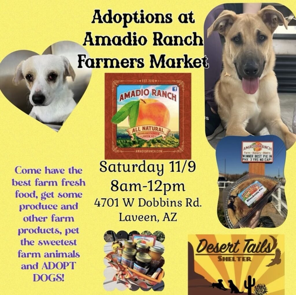 Flyer for event. Text: Adoptions at Amadio Farmers Market. Saturday 11/9, 9am-12pm. 4701 W. Dobson Rd, Laveen, AZ. Come have the best farm fresh food, get some produce and other farm products, pet the sweetest farm animals, and ADOPT DOGS!