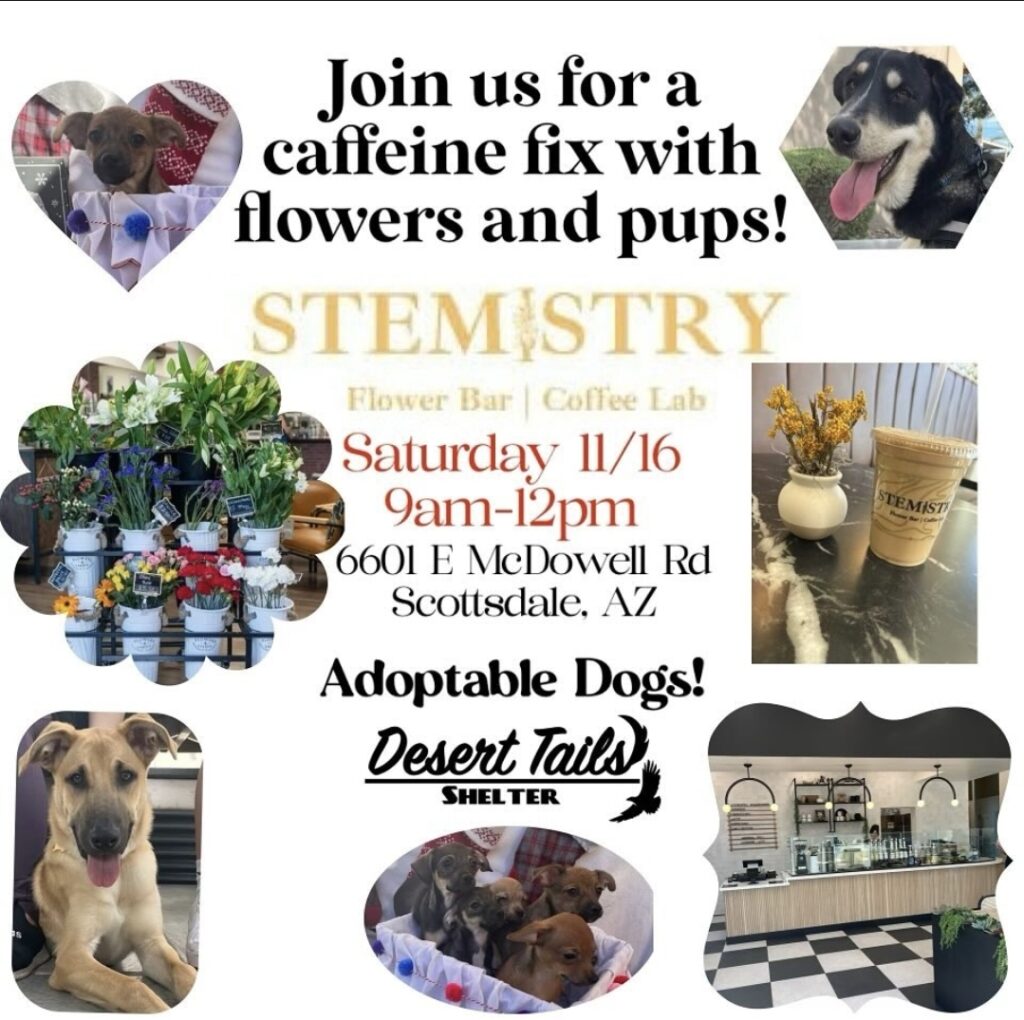 Stemistry flyer. Text: Join us for a caffeine fix with flowers and pups! STEMISTRY Flower Bar | Coffee Lab Saturday 11/16 9am-12pm 6601 E McDowell Rd Scottsdale. AZ Adoptable Dogs! Desert Tails Shelter